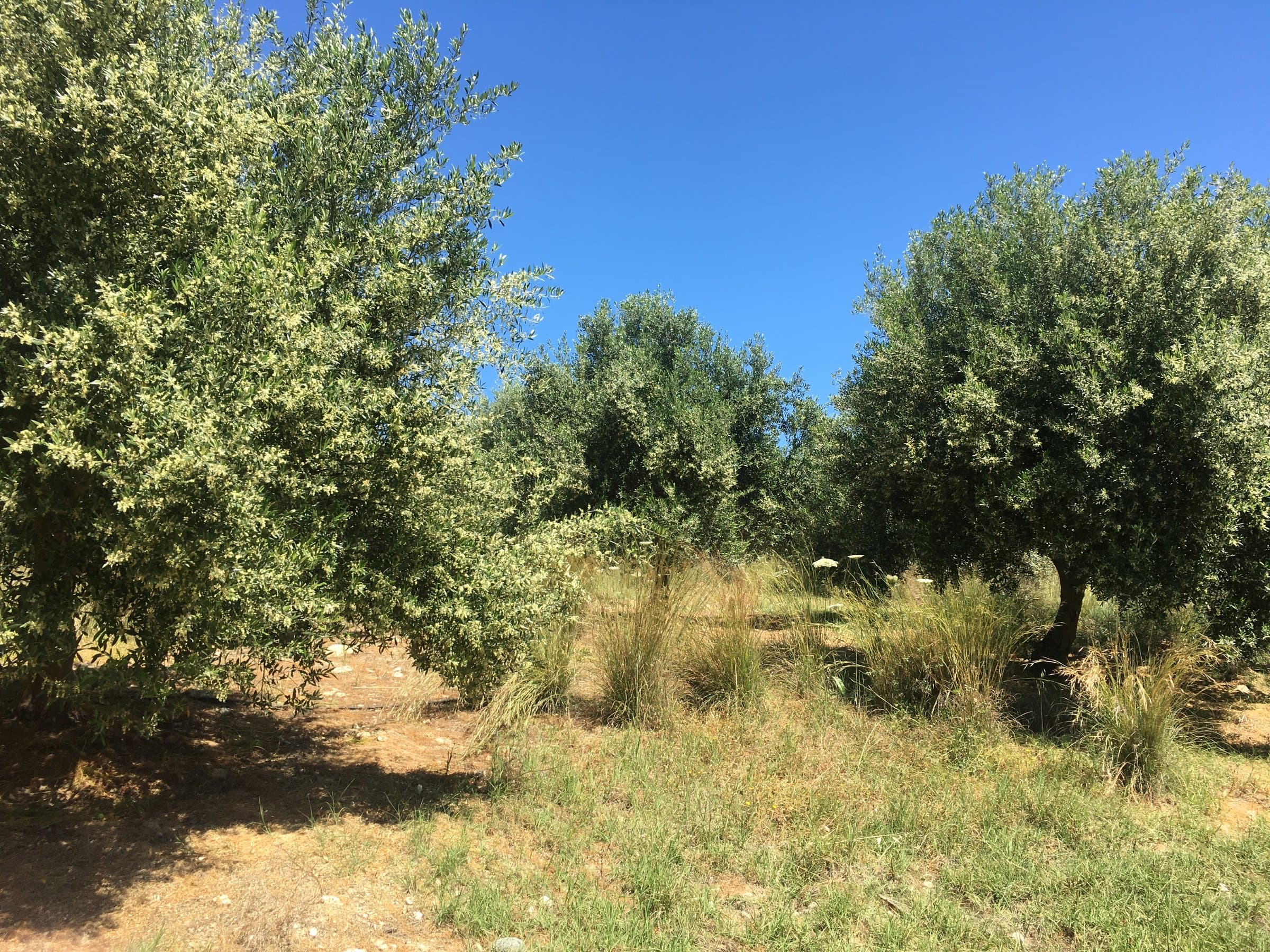 Επίπεδο Αγροτεμάχιο 1.050 τ.μ. με 24 Ελαιόδεντρα & Θέα σε Βουνό & Δάσος, φωτογραφία 3